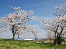 集いの丘の桜