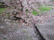 桜が散り始めました