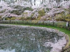 睡蓮の池の桜