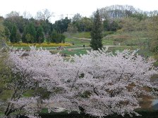 古墳の丘の桜桜