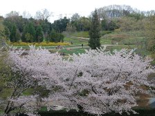 古墳の丘の桜桜