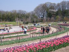 ダリア園のチューリップ