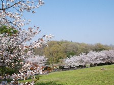 桜もまだ楽しめます