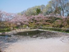 睡蓮の池が桜の花びらできれいです花の道のチューリップ