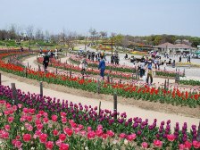 彩りの広場(ダリア園）のチューリップ