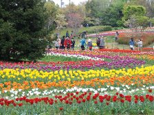 花の道のチューリップです