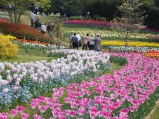 花の道のチューリップ