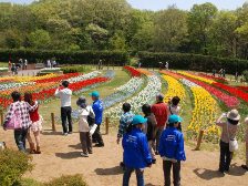 チューリップガイドツアー