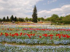 チューリップはかなり花が落ちました