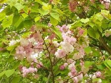 最後に咲く桜、ナラノヤエザクラ
