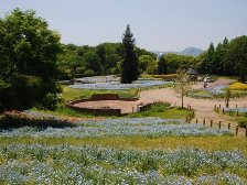 花の道のネモフィラ