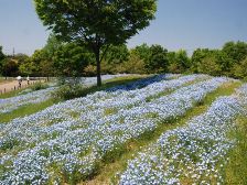 花の道のネモフィラ