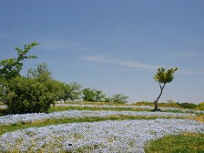 集いの丘のネモフィラ