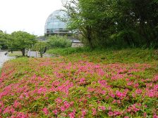 サツキが咲き始めました