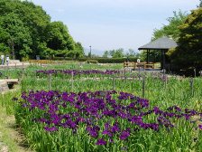 花菖蒲は2分咲き程度です