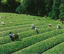 茶摘(ちゃつ)み