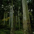 県（けん）の木（き）