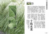 千筋水菜