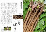 宇陀金ごぼう2