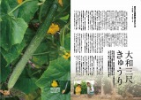 大和三尺きゅうり