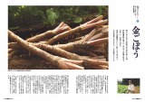 宇陀金ごぼう1