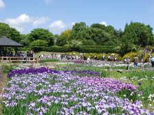 たくさんの人で賑わう菖蒲園