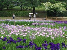 菖蒲園は見頃です