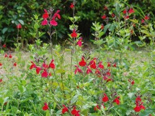 花の道の宿根サルビア