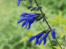 花の道の宿根サルビア