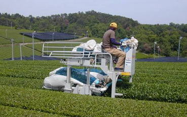 乗用型茶摘採機