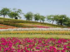 馬見花苑