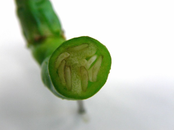 写真：ひもとうがらし