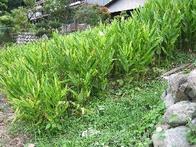 写真：花みょうが