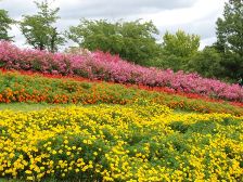 馬見花苑