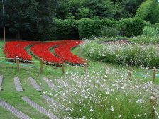 花の道