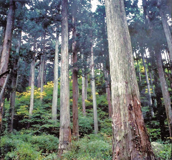 県（けん）の木（き）　スギ