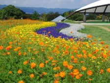 大型テント前のお花畑