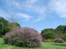 水分広場のミヤギノハギ