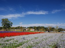 南エリアのお花畑