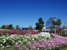 公園館前のコスモス