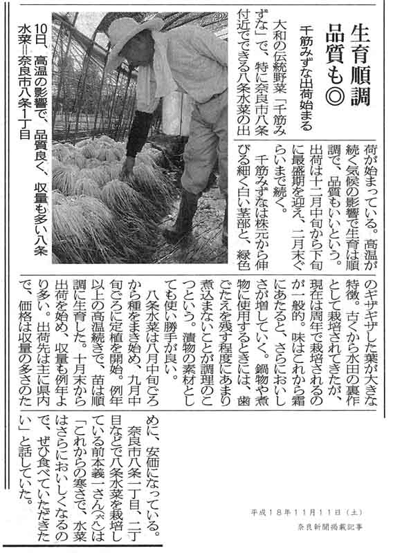 千筋みずな出荷始まる
