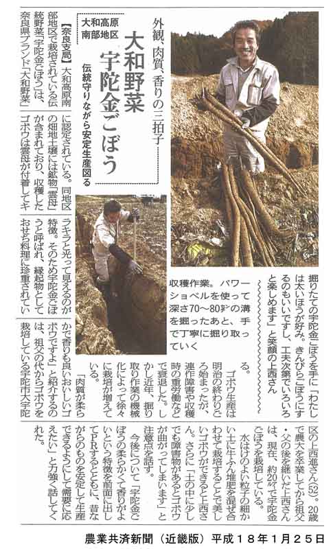 大和野菜 宇陀金ごぼう