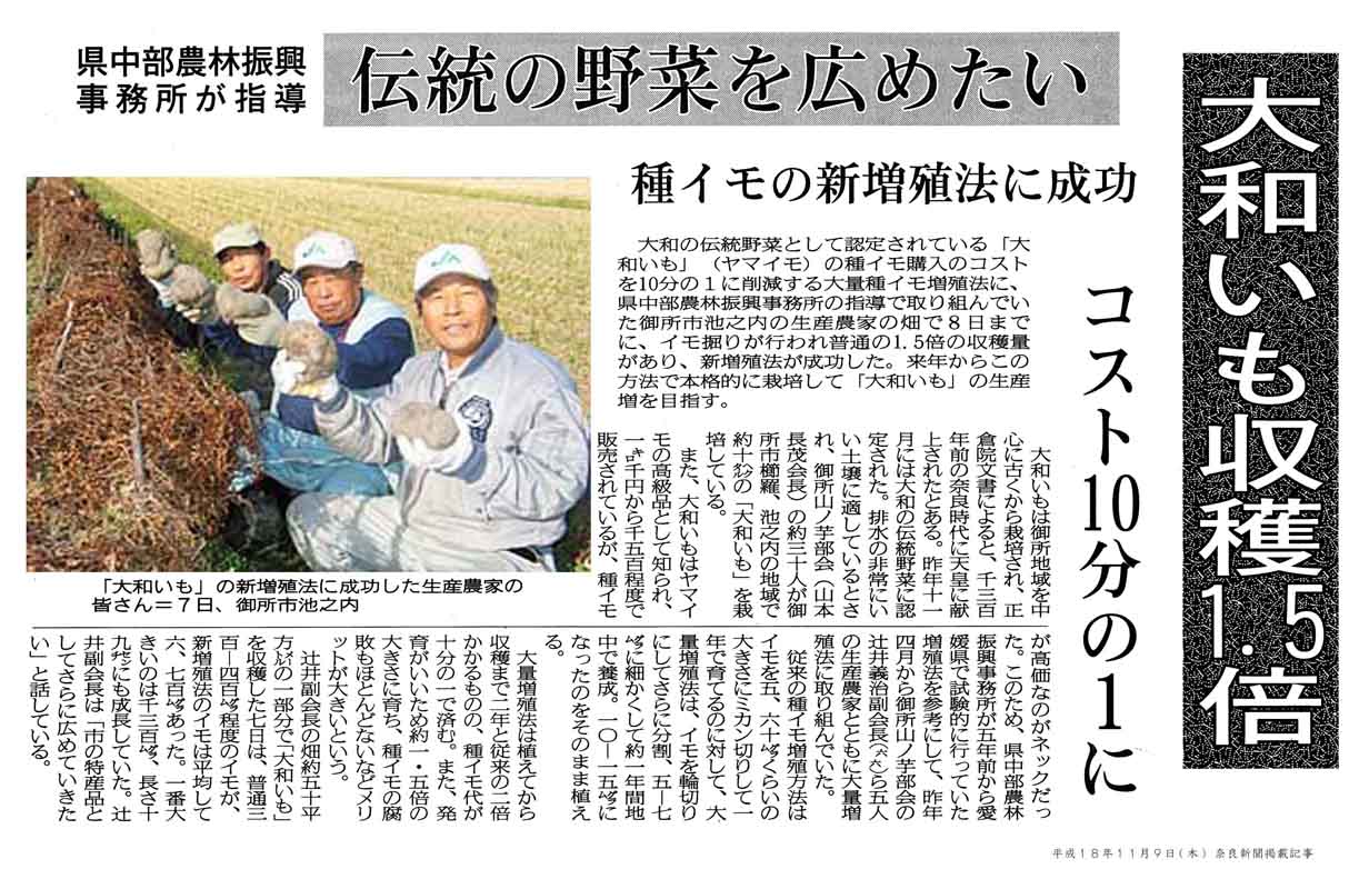大和いも収穫１．５倍