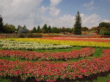 花の道のジニア