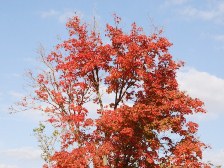 イロハモミジの紅葉