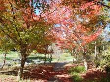 野草園の紅葉