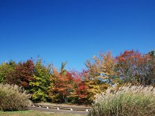 花の道の紅葉
