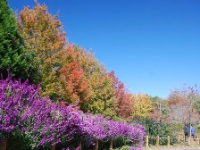 花の道の紅葉