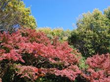 流れの坂道の紅葉