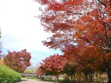 緑道の紅葉